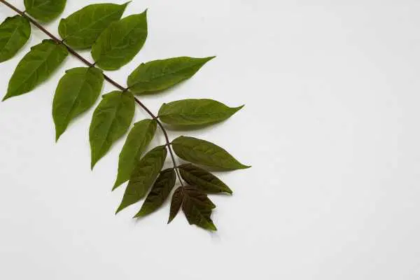 観葉植物の簡単な処分方法７選 草木や土の正しい捨て方って おかたづけろぐ